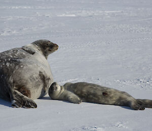 Mum Weddell seal with healthy pup