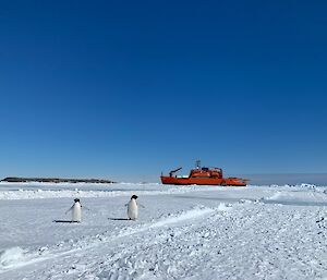 A orange ship in the background with black and white penguins in the foreground.