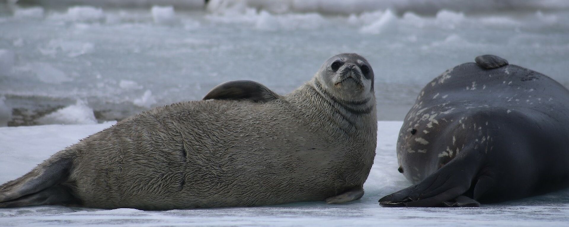 A weddell seal pup and its mother lying on the grey sea ice