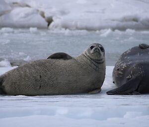 A weddell seal pup and its mother lying on the grey sea ice