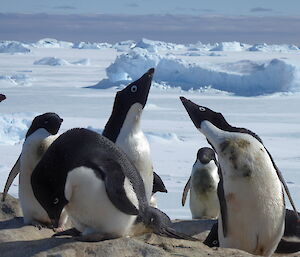 Nine Adélie penguins peer inquisitively into the camera lens, while many blue icebergs occupy the background