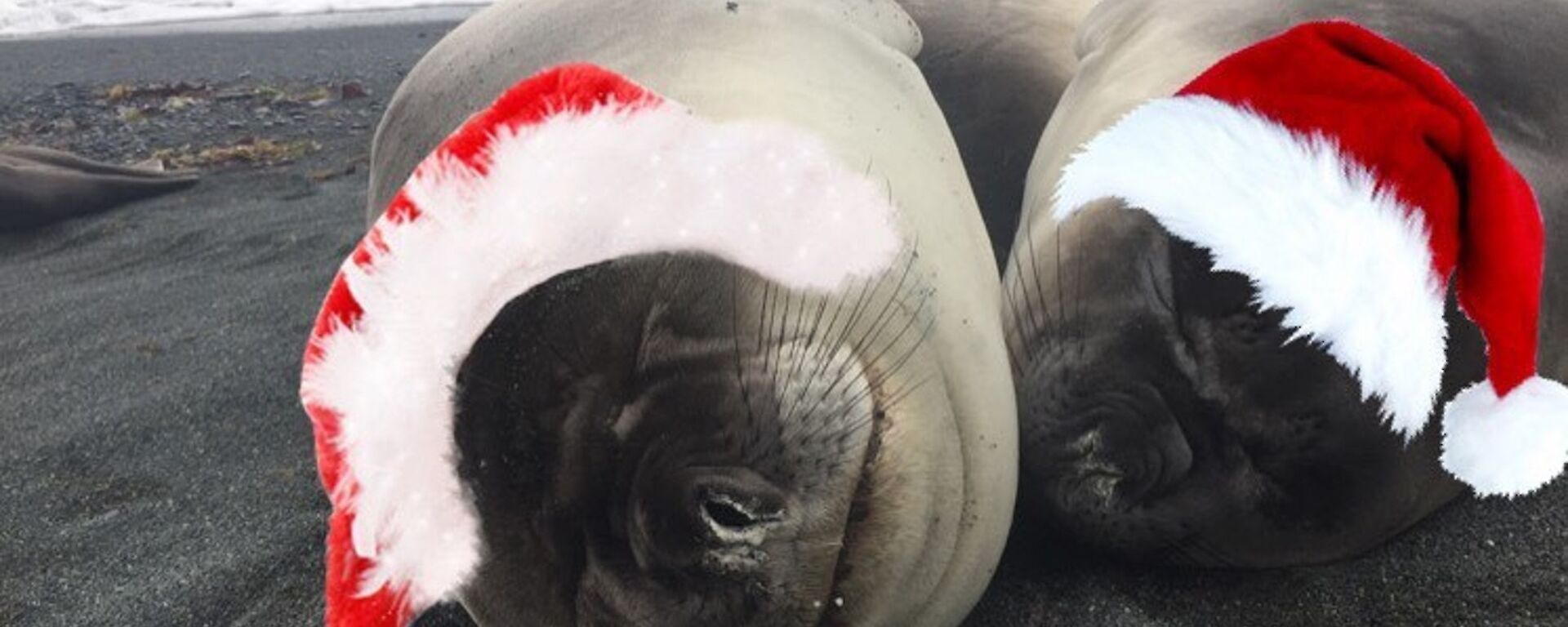 Two ellie seals on the beach at Macca with superimposed Christmas Hats