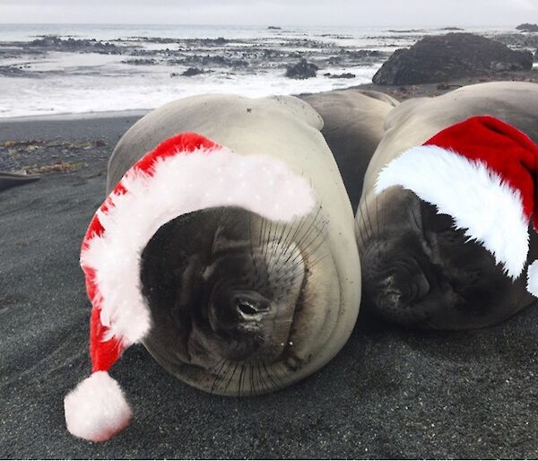 Two ellie seals on the beach at Macca with superimposed Christmas Hats