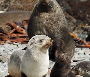 A family group of fur seals in the sun on Macca