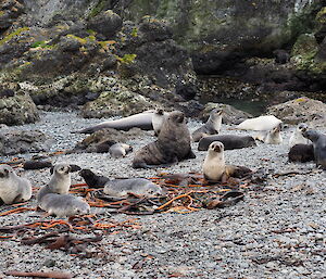 A male Antarctic fur seal in his prime, presiding over his harem on Macquarie Island