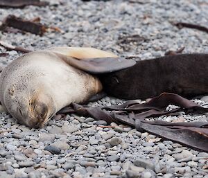 A female fur seal feeding her pup on the beach on Macquarie Island