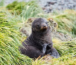 A fur seal pup just out of the sea having a scratch