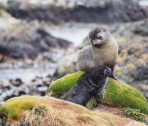 A fur seal pup trying to climb on a rock with its mother