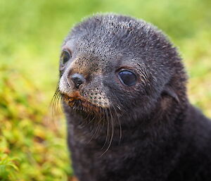 A closeup of a fur seal pup