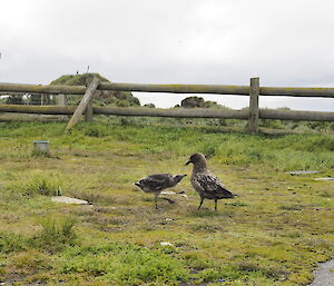 A skua chick in the Met enclosure at Macca begging from its parents