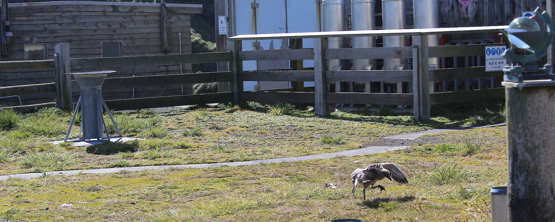 A skua chick in the Met enclosure with wings outstretched