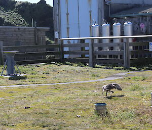 A skua chick in the Met enclosure with wings outstretched