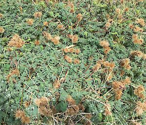 The brown seed heads of Acaena Magellanica (Buzzy) ready to hook onto your clothing