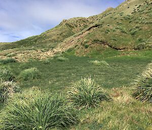 The lush green of a patch of Acaena Magellanica (Buzzies) beside the track at Macca