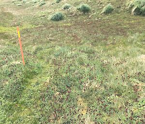 A field of Acaena Magellanica on Macquarie Island