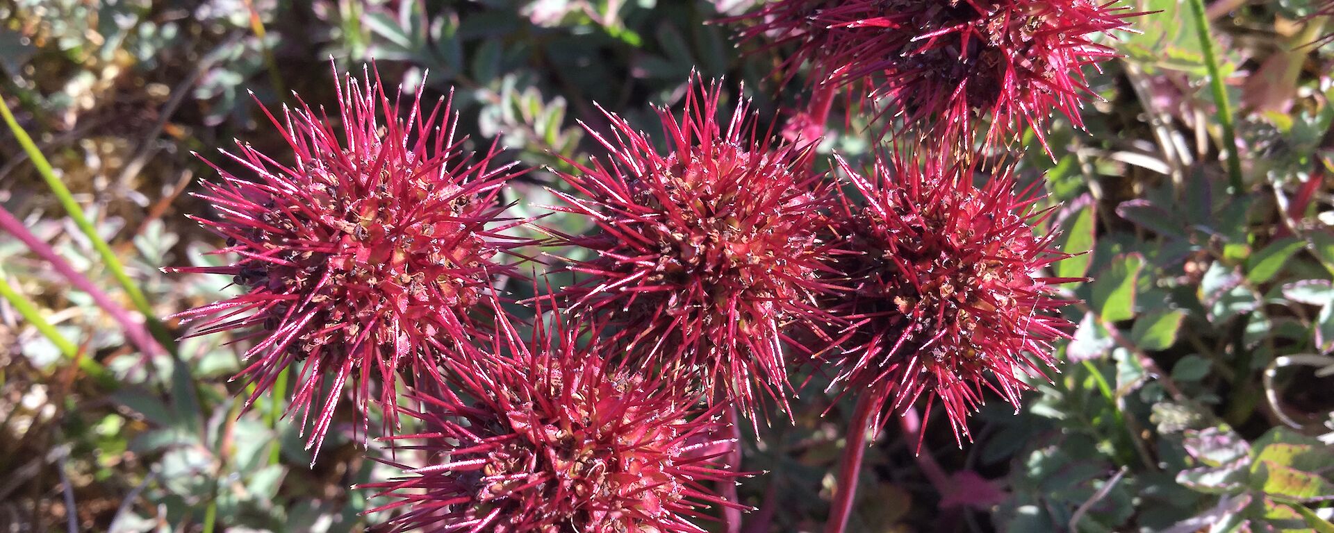 The red round flower head of Acaena Magellanica