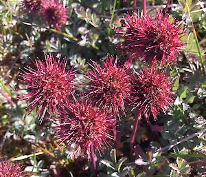 The red round flower head of Acaena Magellanica