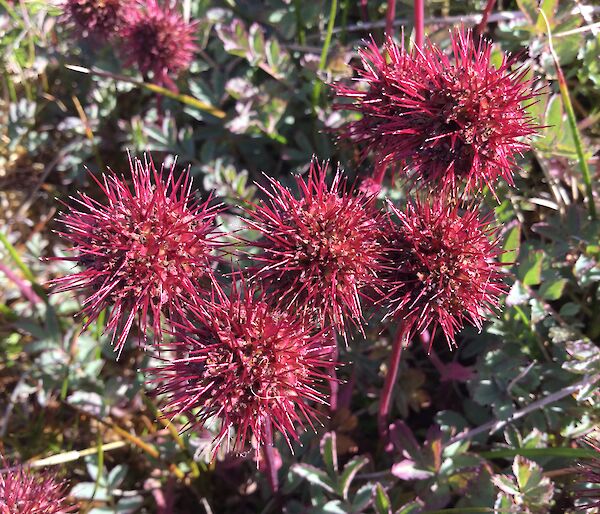 The red round flower head of Acaena Magellanica