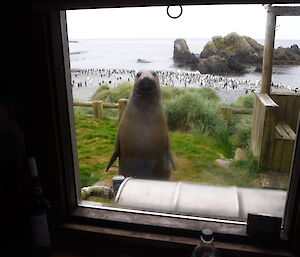 Young elephant seal looking through the window at Green Gorge, Macquarie Island