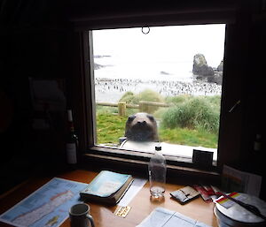 A young elephant seal looks through the window at Green Gorge, Macquarie Island