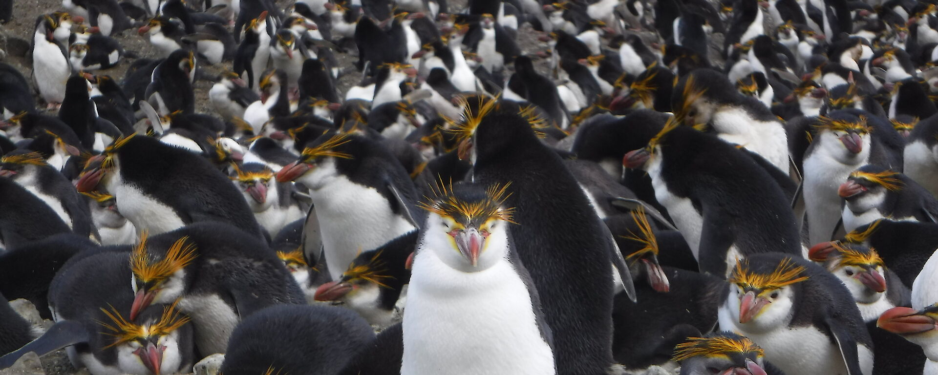 Royal penguin at Macquarie Island