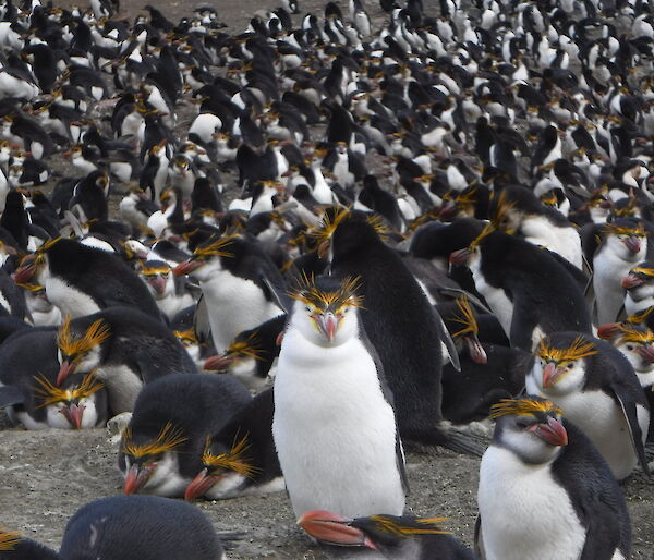 Royal penguin at Macquarie Island