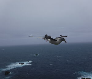 A grey-headed albatross in flight