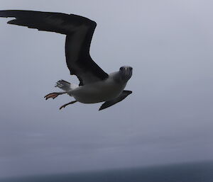 A grey-headed albatross looking at the camera as it flies by on Macquarie Island