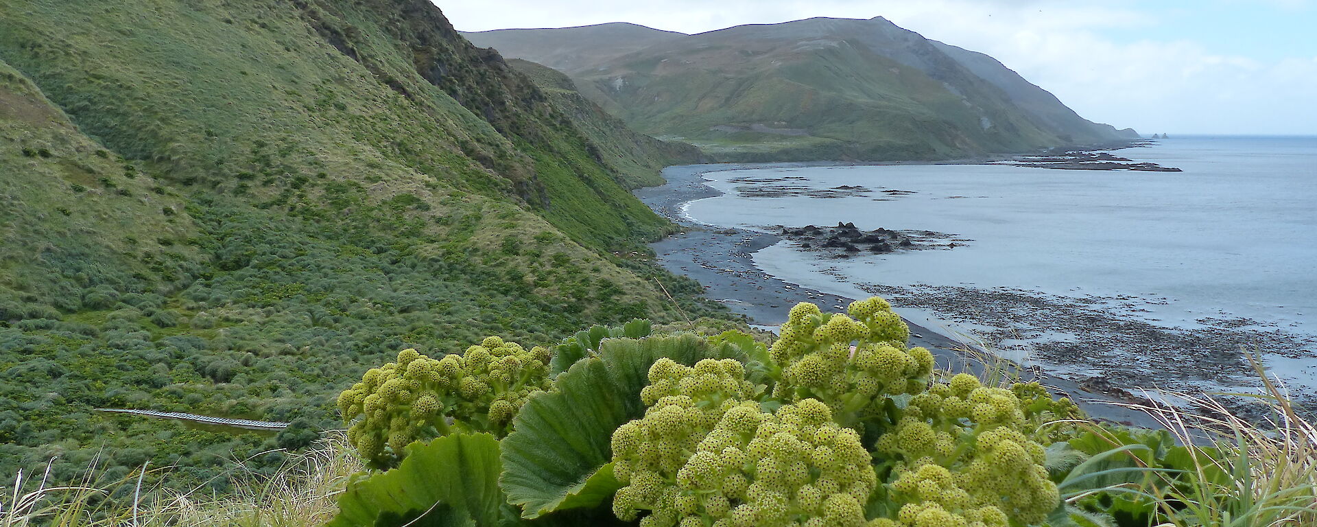 Stilbocarpa at Brothers Point. Very common across Macquarie Island