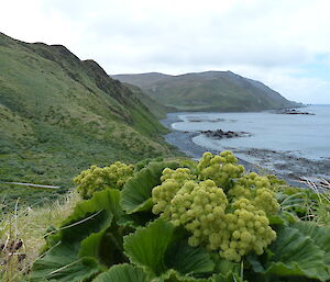 Stilbocarpa at Brothers Point. Very common across Macquarie Island