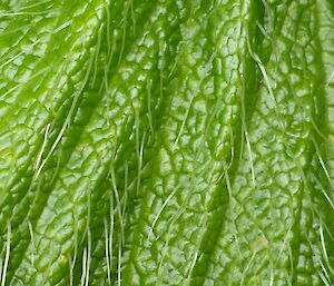 Stilbocarpa leaf surface. A hairy leaf surface helps with moisture management in this relatively extreme environment