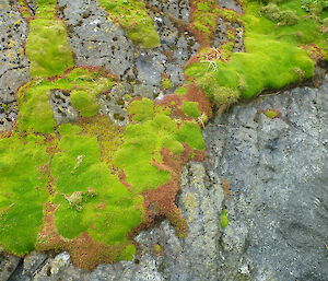 Random patterns of Musky Stonecrop (Crassula moschata) growing amongst Colobanthus muscoides cushion on coastal rock stacks.