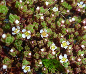 Close up of Musky Stonecrop (Crassula moschata) in flower