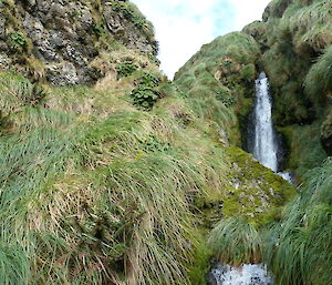 Regenerating clumps of Shield Fern (Polystichum vestitum) and Macquarie Island Cabbage (Stilbocarpa polaris) at a waterfall near Four Waterfall Bay