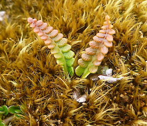 New growth of Blechum penna-marina, a lower altitude fern species found growing in dense mats in some locations on the island.