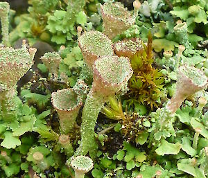 Lichen of all descriptions are found on many less exposed sites – almost coral like in structure
