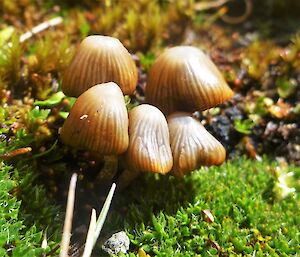 Small toadstools — the fruit of one of the many fungi speciies on Macquarie Island