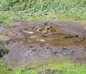 Elephant seals enjoying a mud wallow during moulting at Davis Point