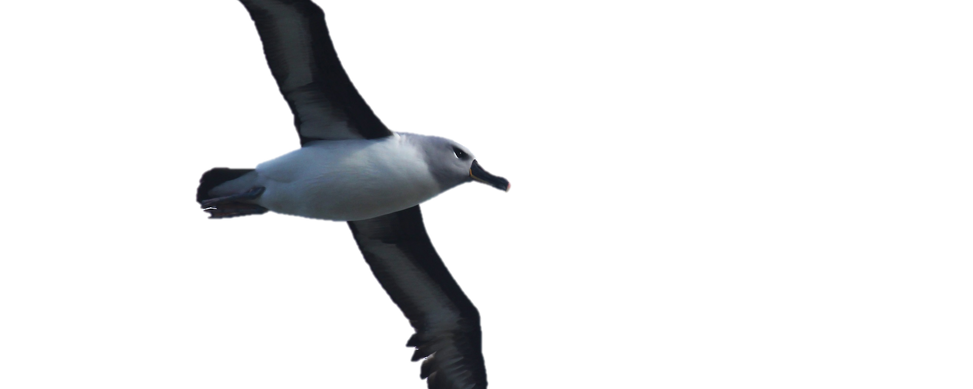A grey-headed albatross in flight