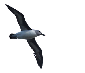 A grey-headed albatross in flight