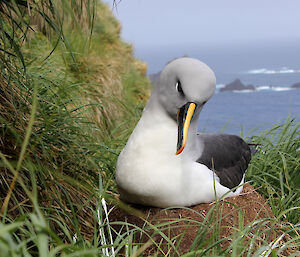 A grey-headed albatross on its nest on Macquarie Island