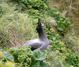 A light mantled sooty albatross displaying on Macquarie Island