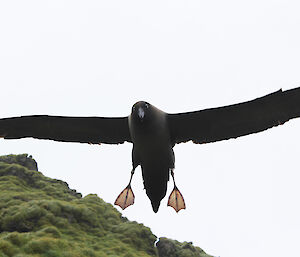 A light mantled sooty albatross coming in for a landing on Macquarie Island