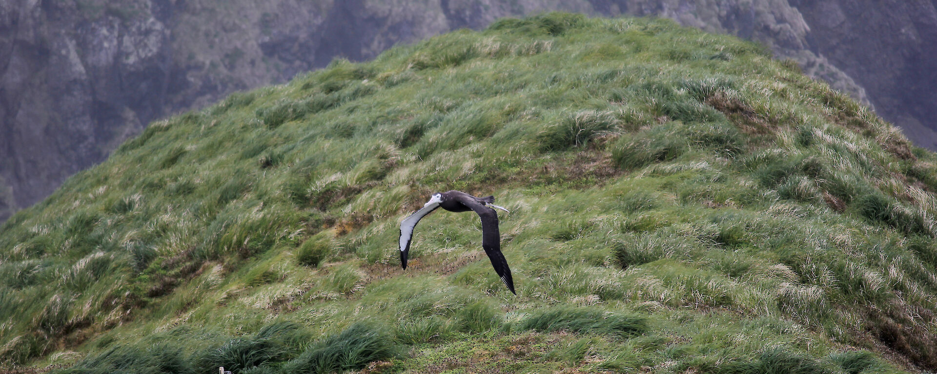 A wandering albatross flying for the first time on Macquarie Island