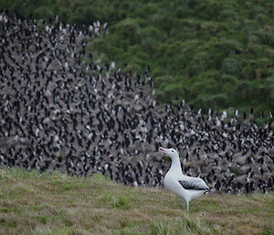 A wandering albatross in the amphitheatre on Macquarie Island