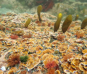 Algae covered rocks with young kelp plants and an anemone at Davis Point