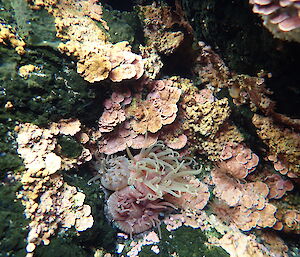 An anemone feeding in a rock pool at Davis Point