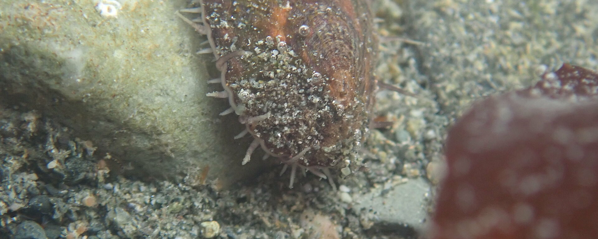 A limpet moving around in a rock pool at Macca recently