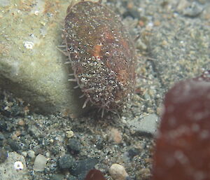 A limpet moving around in a rock pool at Macca recently