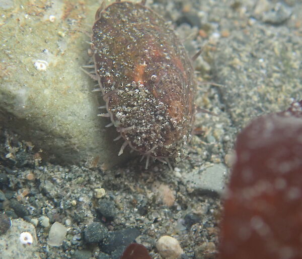 A limpet moving around in a rock pool at Macca recently